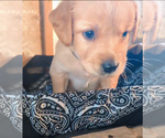 Small #3 Golden Retriever