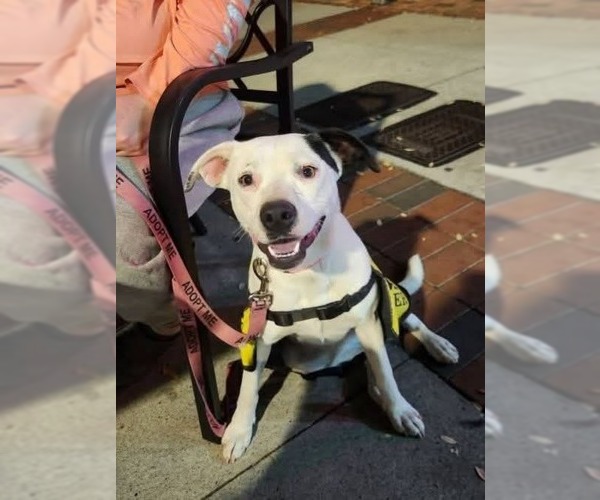 Medium Photo #1 Labrador Retriever Puppy For Sale in garner, NC, USA