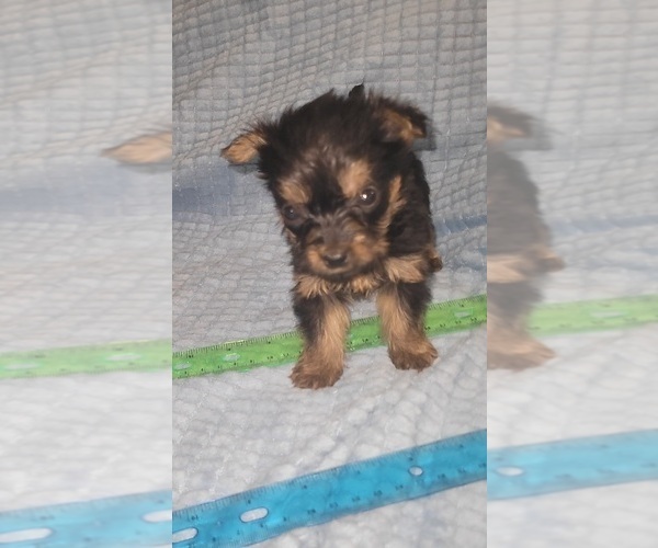 Medium Photo #51 Yorkshire Terrier Puppy For Sale in AKRON, OH, USA
