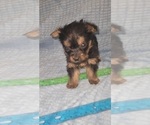 Small Photo #278 Yorkshire Terrier Puppy For Sale in AKRON, OH, USA