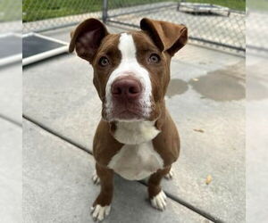 Labrador Retriever-Unknown Mix Dogs for adoption in Muskegon, MI, USA