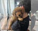 Small Photo #4 Golden Retriever Puppy For Sale in WARWICK, RI, USA