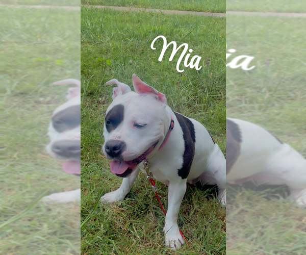Medium Photo #1 Staffordshire Bull Terrier Puppy For Sale in Candler, NC, USA