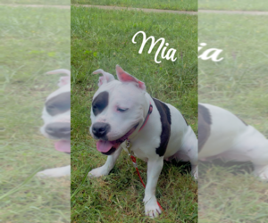 Staffordshire Bull Terrier Dogs for adoption in Candler, NC, USA
