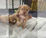 Small #3 American Pit Bull Terrier-Bulldog Mix