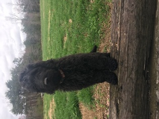 Goldendoodle Puppy for sale in FORT PAYNE, AL, USA