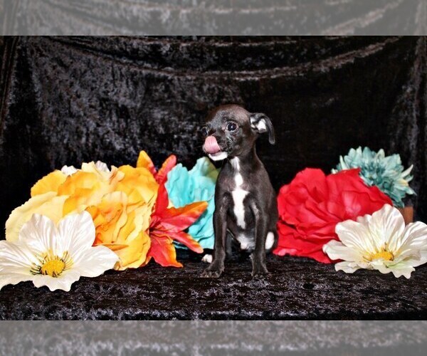 Medium Photo #42 Chihuahua Puppy For Sale in CHARLESTON, AR, USA