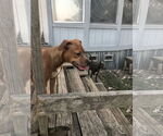 Small #4 American Pit Bull Terrier-Dachshund Mix