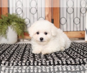 Maltichon Puppy for sale in NAPLES, FL, USA
