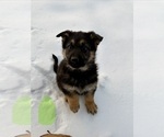 Small #3 German Shepherd Dog
