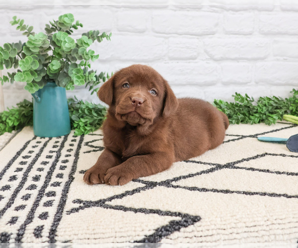 Medium Photo #4 Labrador Retriever Puppy For Sale in SYRACUSE, IN, USA