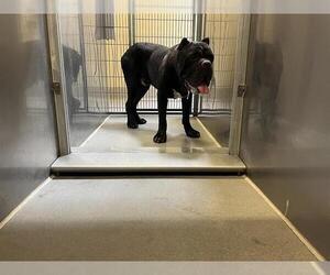 Mutt Dogs for adoption in Modesto, CA, USA