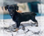 Small #3 Chiweenie