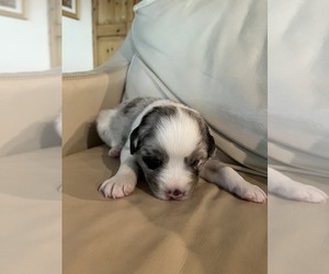 Australian Shepherd Puppy for sale in CASTLE ROCK, CO, USA