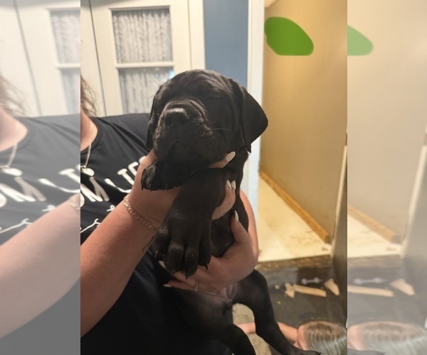 Medium Photo #1 Cane Corso Puppy For Sale in HIGHLAND HEIGHTS, OH, USA