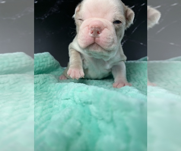 Medium Photo #11 Boston Terrier Puppy For Sale in TULARE, CA, USA