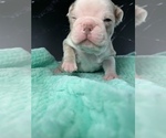 Small #9 Boston Terrier