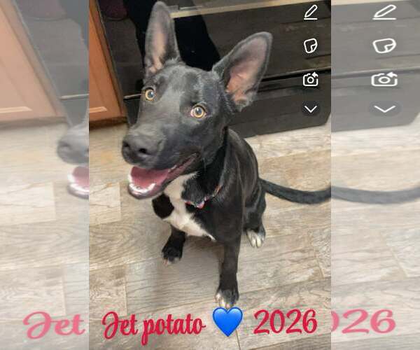 Medium Photo #3 Australian Kelpie-German Shepherd Dog Mix Puppy For Sale in Peralta, NM, USA