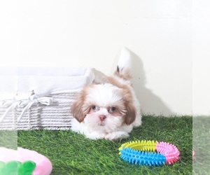 Shih Tzu Puppy for sale in MOUNT VERNON, OH, USA