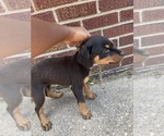 Small Photo #8 Rottweiler Puppy For Sale in DETROIT, MI, USA