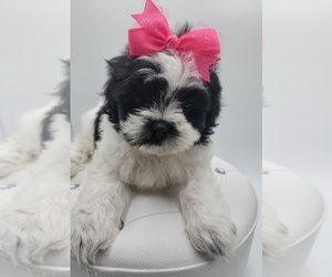 Shih Tzu Puppy for sale in BARSTOW, CA, USA