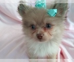 Small Photo #2 Pomeranian Puppy For Sale in LAUREL, MS, USA