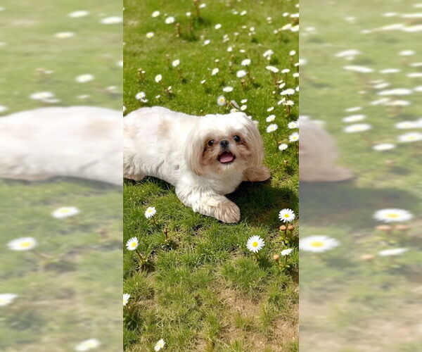 Medium Photo #7 Shih Tzu Puppy For Sale in Weston, FL, USA