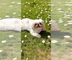 Small #6 Shih Tzu