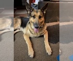 Small Photo #1 German Shepherd Dog Puppy For Sale in PLANT CITY, FL, USA