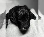 Small Photo #3 Goldendoodle Puppy For Sale in HOWARD CITY, MI, USA