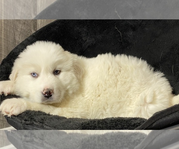 Medium Photo #2 Great Pyrenees Puppy For Sale in CANOGA, NY, USA