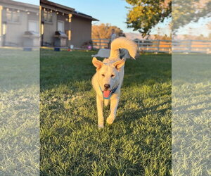 Duke - Male - Mix Dog for Adoption - Photo #4