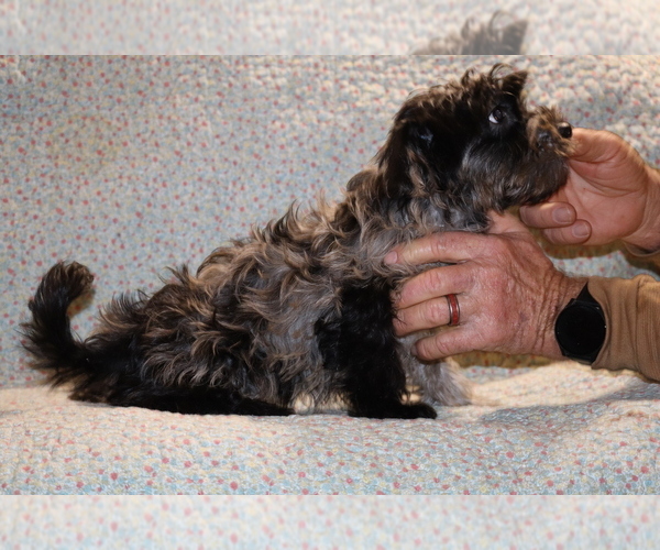Medium Photo #22 Yorkiepoo mix (+ Poodle Toy) Puppy For Sale in DYERSBURG, TN, USA