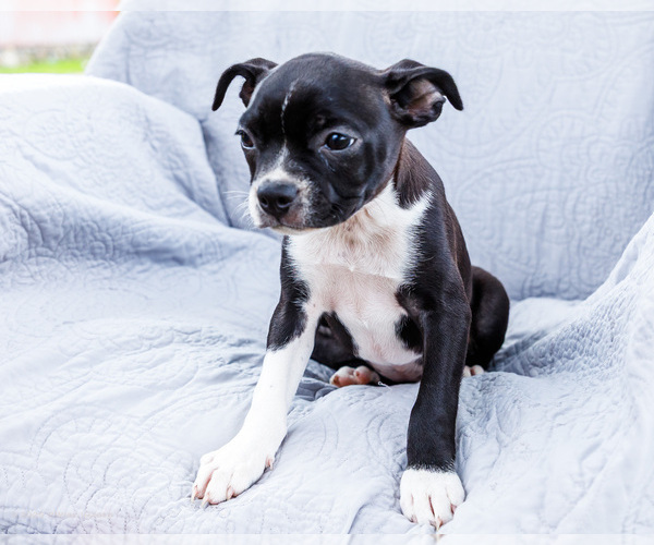 Medium Photo #14 Boston Terrier Puppy For Sale in WAKARUSA, IN, USA
