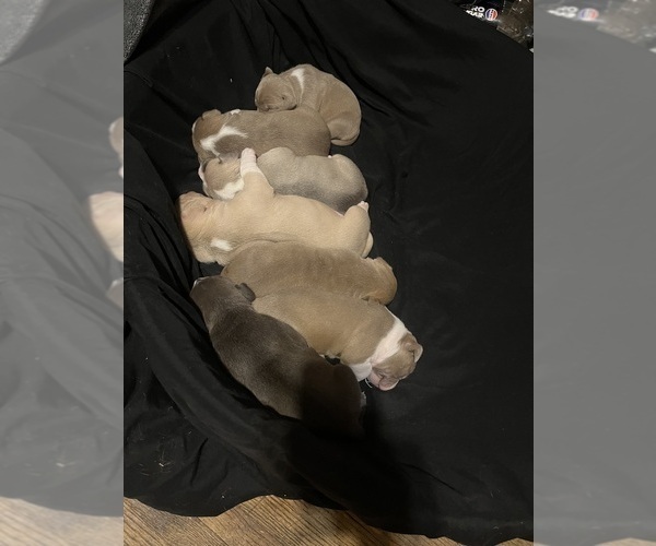 Medium Photo #1 American Bully Puppy For Sale in BUFFALO, NY, USA