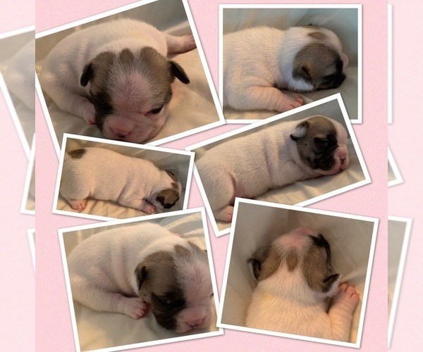 Medium Photo #3 French Bulldog Puppy For Sale in CANBY, OR, USA