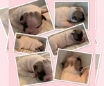 Small Photo #3 French Bulldog Puppy For Sale in CANBY, OR, USA