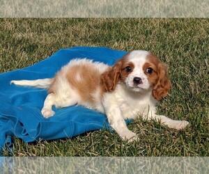 Cavalier King Charles Spaniel Puppy for sale in FREDERICKSBURG, OH, USA