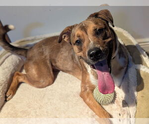 Bullboxer Pit Dogs for adoption in Princeton, MN, USA