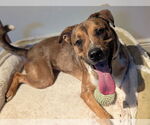 Small Bullboxer Pit