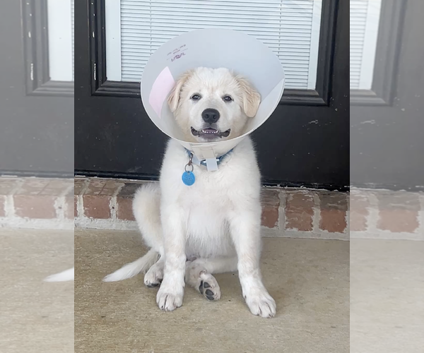 Medium Photo #1 Great Pyrenees Puppy For Sale in Dallas, TX, USA