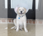 Small Great Pyrenees
