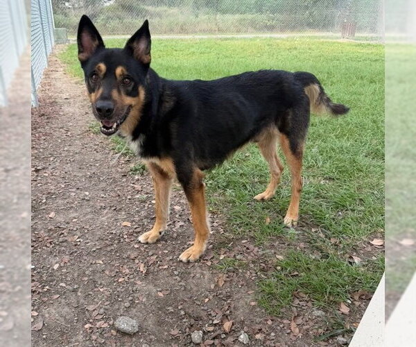 Medium Photo #1 German Shepherd Dog Puppy For Sale in Conroe, TX, USA