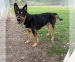 SAMSON - Male German Shepherd Dog Dog for Adoption - Small photo