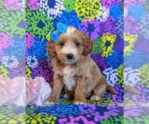 Goldendoodle Puppy for sale in OXFORD, PA, USA