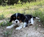 Small Photo #6 Cavalier King Charles Spaniel Puppy For Sale in CUBA, MO, USA