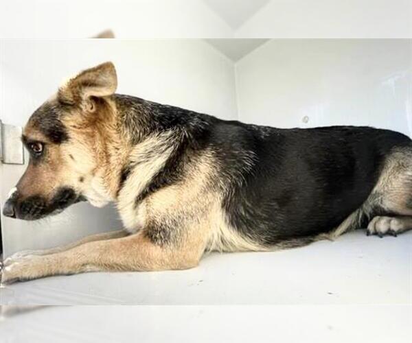 Medium Photo #2 German Shepherd Dog Puppy For Sale in Houston, TX, USA