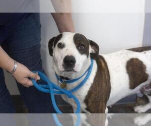 American Pit Bull Terrier-Unknown Mix Dogs for adoption in Mountain Home, AR, USA