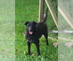 Small #1 American Pit Bull Terrier Mix