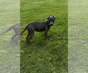 Medium Great Dane Mix